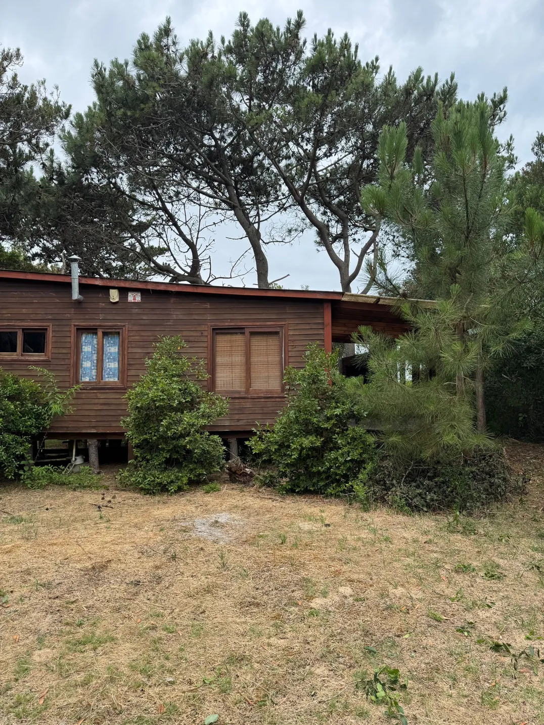 Artemisa, casa de madera entre pinos