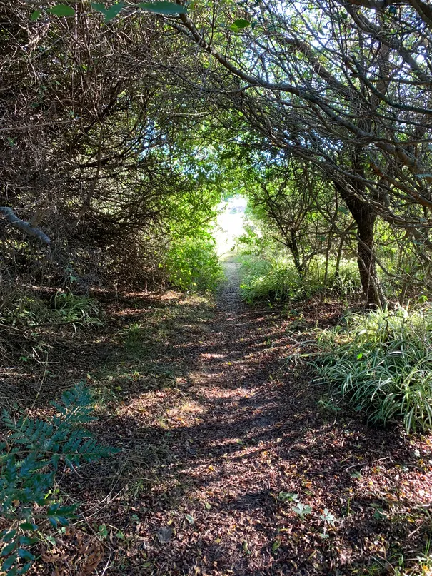 Sendero entre los árboles del bosque de Santa Isabel