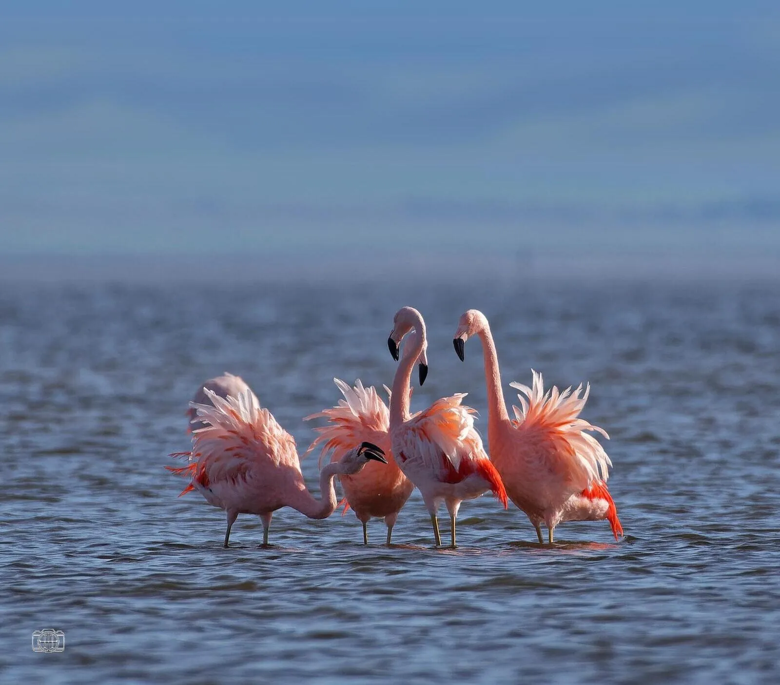 Flamencos rosados en la Laguna de Rocha